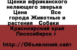 Щенки африканского нелающего зверька  › Цена ­ 35 000 - Все города Животные и растения » Собаки   . Красноярский край,Лесосибирск г.